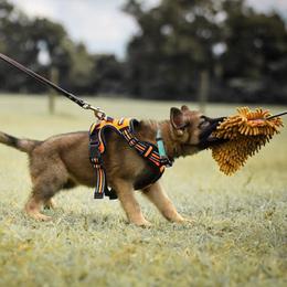 German Shepherds from Wilderwind K9