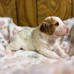 Juliet - Parti female Goldendoodle puppy in Pittsburg, Texas from Grace Springs Goldendoodles