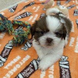 Boy 2 - Tricolor male Shih Tzu puppy in Maxwell, California from Suzie Q Shitzu’s