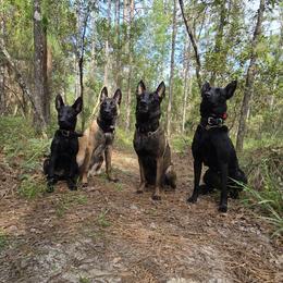Belgian Malinois and Dutch Shepherd Puppies from Berserker Malinois Kennel