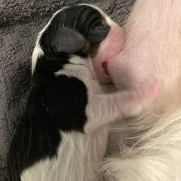 Cavalier King Charles Spaniel Puppies from Cassie’s Cavaliers