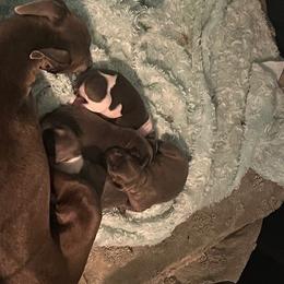 Italian Greyhound Puppies from Fisher Link
