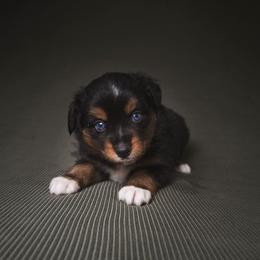 Stetson - Black tri male Toy Australian Shepherd puppy in Fresno, California from Alpine Tails
