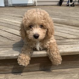 Nyxx - Apricot male Goldendoodle puppy in Haddam, Kansas from Golden B Acres