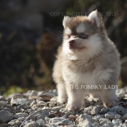 Pomsky Puppies from Pomsky Lady