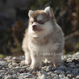 Pomsky Puppies from Pomsky Lady