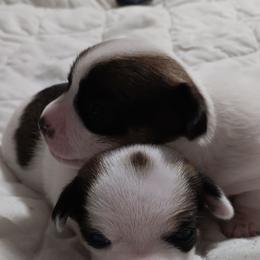 Puppy 1 - Red and white female Chihuahua puppy in Murphy, North Carolina from Ay Chihuahua's