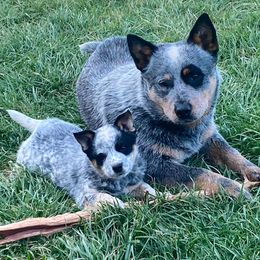 Australian Cattle Dog Puppies from Dry Valley Heelers