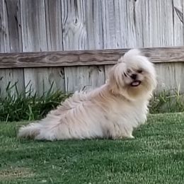 Valentine - White male Shih Tzu puppy in Grand Prairie, Texas from R&R Shih-Tzus & Stud Services