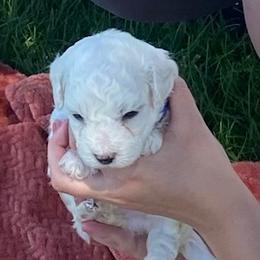 Male 3 - White male Bichon Frise puppy in Pocatello, Idaho from Sarah's Cavachons, Bichons & King Charles Cavalier Spaniels
