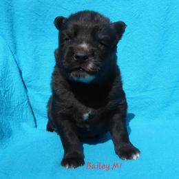 Bailey Male 1 - Black male Siberian Husky puppy in Hiawassee, Georgia from Chastains Huskies