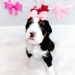 Promise - Tri-color female Bernedoodle puppy in Mahomet, Illinois from Jordan Family Doodles