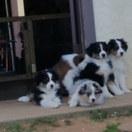 Australian Shepherd Puppies from Gypsy's Charm Australian Shepherds