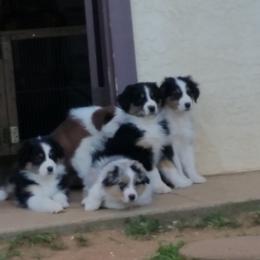 Australian Shepherd Puppies from Gypsy's Charm Australian Shepherds