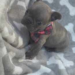 Blu - Blue male French Bulldog puppy in Joplin, Missouri from Midwest Beautiful Frenchies