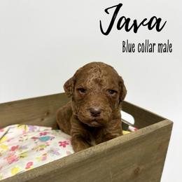 Java - Red  male Goldendoodle puppy in Taylorsville, North Carolina from Doggone Dixie Doodles
