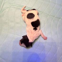 Happy - Black white and tan female Rat Terrier puppy in Lebanon, Virginia from Majestic Valley Farms