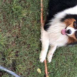 Wrangler  - Australian Shepherd