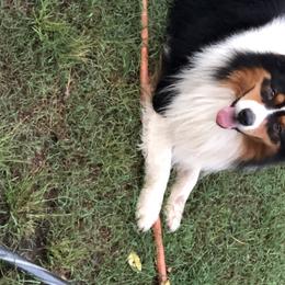 Wrangler  - Australian Shepherd