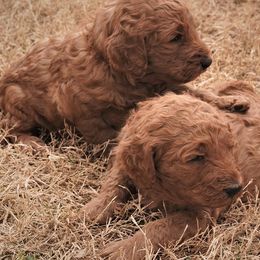 Goldendoodle Puppies from Janna Butler's Goldendoodles