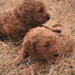 Goldendoodle Puppies from Janna Butler's Goldendoodles