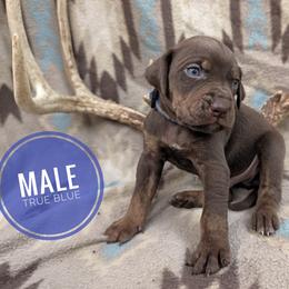 Catahoula Leopard Dog Puppies from ArkieHoulas