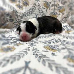Rowdy - Black tri-color male Australian Shepherd puppy in Sedalia, Missouri from Affinity Aussies