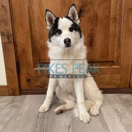 Crush - Silver and white male Pomsky puppy in Littleton, Colorado from Pikes Peak Pomskies