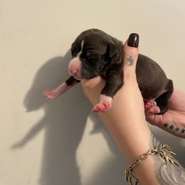 Male 4 Black and White - White and black male Italian Greyhound puppy in Winfield, Kansas from F&M Italian Greyhounds