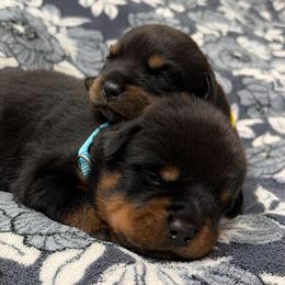 Frankie The Village Rottweilers - Black and mahogany male Rottweiler puppy in Palmyra, Pennsylvania from The Village Rottweilers