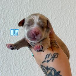 Boy 3 - Caramel red male Australian Labradoodle puppy in Valley Springs, California from Blue Denim Doodles