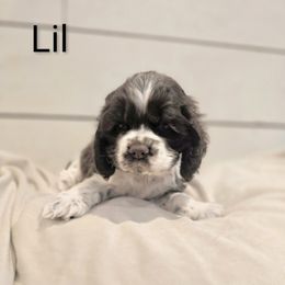 Lil - Brown and white female Cocker Spaniel puppy in Perry, Arkansas from Parker's Cockapoos