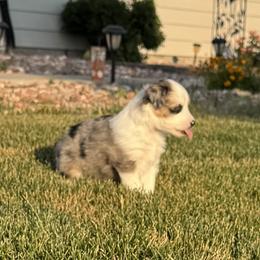 Miniature Australian Shepherds from Grasslands Aussies