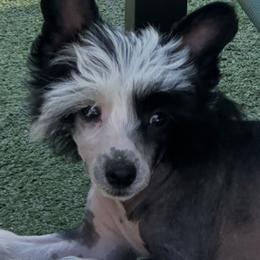 Chinese Crested Puppies from BryMar Chinese Cresteds