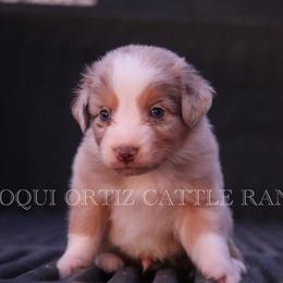 Yeti - Red merle male Australian Shepherd puppy in Tucson, Arizona from Soqui Ortiz Cattle Ranch