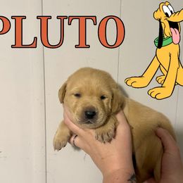 PLUTO - Yellow male Labrador Retriever puppy in Water Valley, Mississippi from Three Lakes Labs & WHDs