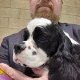 Cookie - Cocker Spaniel