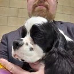 Cookie - Cocker Spaniel