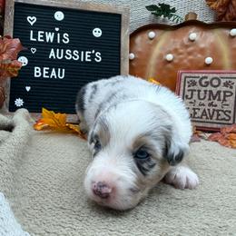 Beau - Blue merle male Australian Shepherd puppy in Purcell, Oklahoma from Lewis Aussie’s & Corgi’s