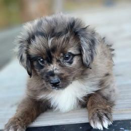 Ridge - Blue merle male Miniature Australian Shepherd puppy in Paris, Texas from Blue Envy Mini Aussies