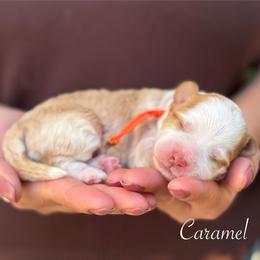Caramel - Caramel red female Australian Labradoodle puppy in Morgan Hill, California from Loving Labradoodles