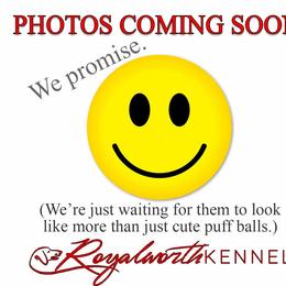 Hammond - Cream male Dachshund puppy in Inverness, Florida from Royalworth Kennel