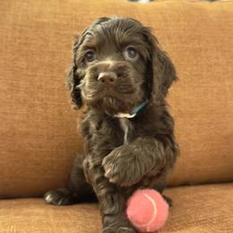 Cocker Spaniel Puppies from Dees Cockers, LLC