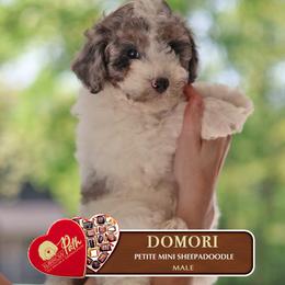 Domori - Blue merle and white male Sheepadoodle puppy in Cleveland, Tennessee from Narrow Path Old English & Sheepadoodles