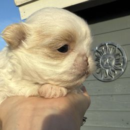 Girl 1 - Liver and white female Shih Tzu puppy in Calimesa, California from Little Mountain’s Shih Tzus