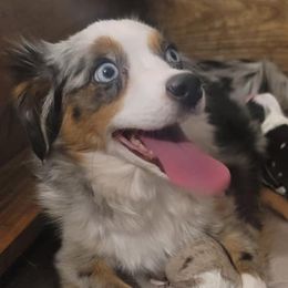 Australian Shepherds from Carter's Australian Shepherds
