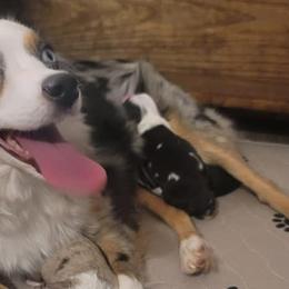 Australian Shepherds from Carter's Australian Shepherds