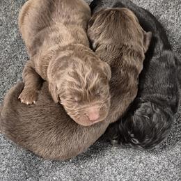 Newfoundland puppies from Lucky Stone Newfoundlands