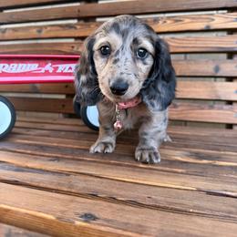 Truffle - Dapple female Dachshund puppy in North Ogden, Utah from Liberty Pups by MF Homestead