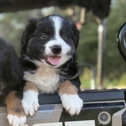 Miniature Australian Shepherd Puppies from Peace Creek Aussies